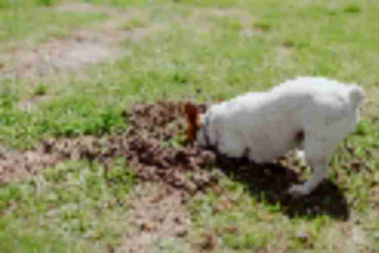 Why Your Kid Might Be Struggling (and No One Can Tell You Why)