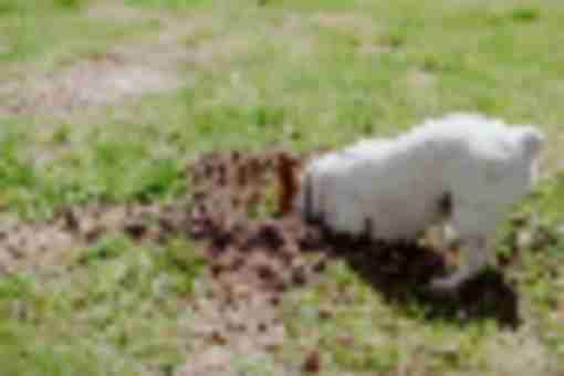 Why Your Kid Might Be Struggling (and No One Can Tell You Why)