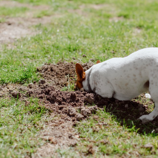 Why Your Kid Might Be Struggling (and No One Can Tell You Why)