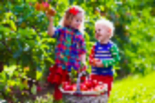 Best Spots for Apple Picking Around Bergen County, NJ and Beyond