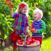 Best Spots for Apple Picking Around Bergen County, NJ and Beyond