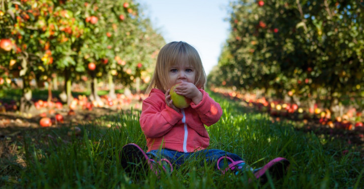 Best Spots for Apple Picking in New Jersey and Beyond