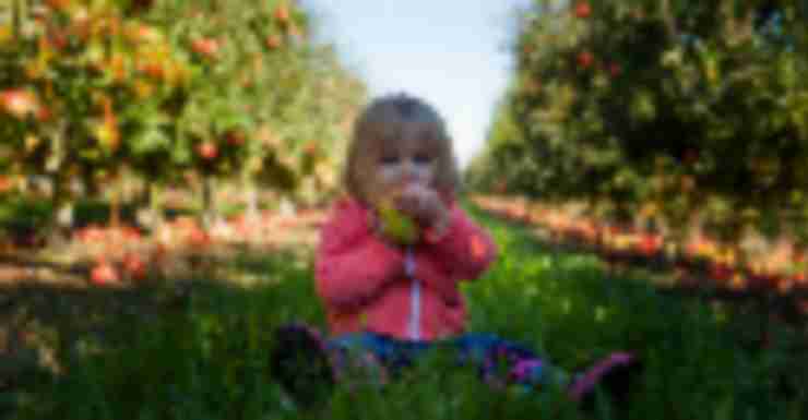 Best Spots for Apple Picking in New Jersey and Beyond