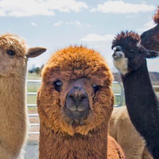 A Future Visit to Bluebird Farm Alpacas Is Just What We’re Going to Need