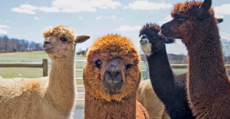 A Future Visit to Bluebird Farm Alpacas Is Just What We’re Going to Need