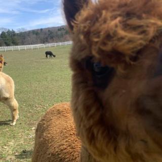 Furry Fun at These Drive Through Animal Farms in NJ