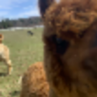 Furry Fun at These Drive Through Animal Farms in NJ