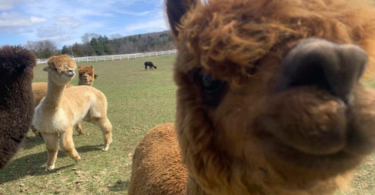 Furry Fun at These Drive Through Animal Farms in NJ