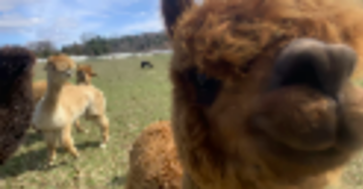 Furry Fun at These Drive Through Animal Farms in NJ