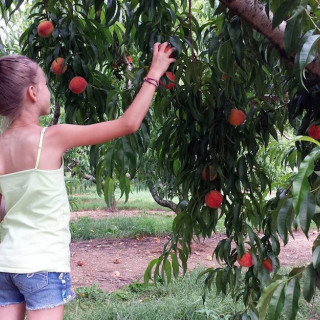 8 Places to Pick Your Own Peaches Near Bergen County, NJ