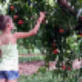 8 Places to Pick Your Own Peaches Near Bergen County, NJ