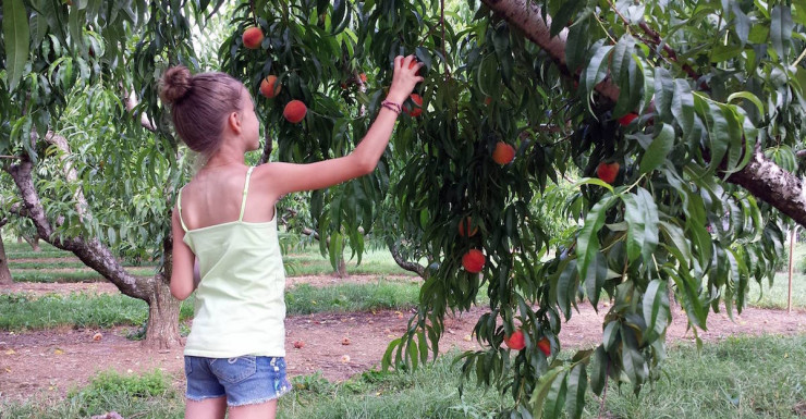 8 Places to Pick Your Own Peaches Near Bergen County, NJ