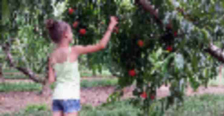 8 Places to Pick Your Own Peaches Near Bergen County, NJ