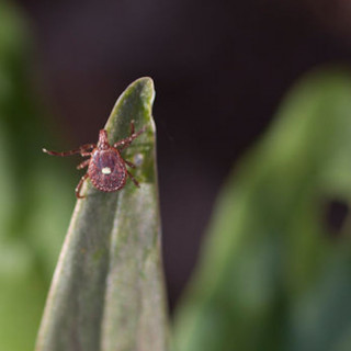 Ticks in NJ: A Field Guide