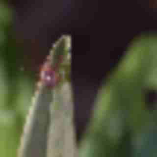 Ticks in NJ: A Field Guide