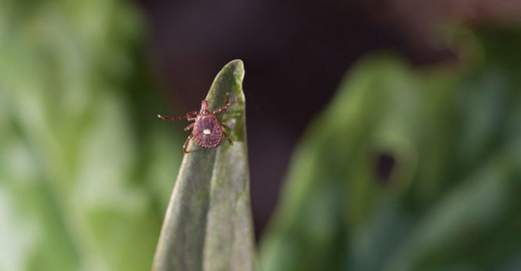 Ticks in NJ: A Field Guide