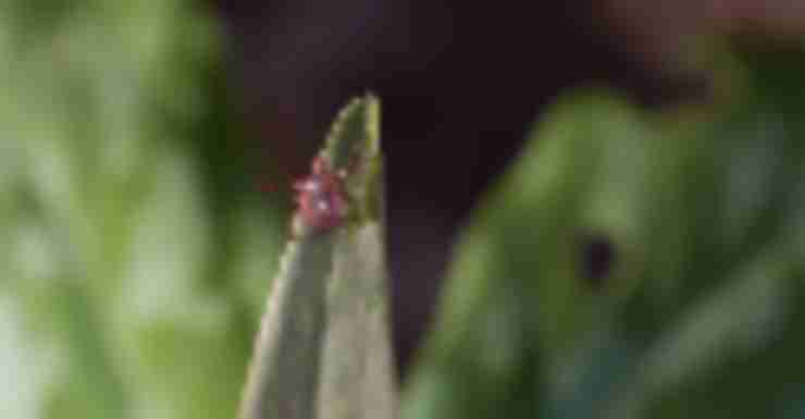 Ticks in NJ: A Field Guide