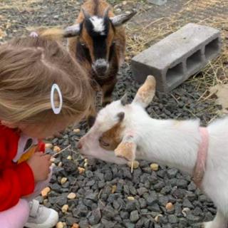 Best Petting Zoos for Animal Lovers In and Around Bergen County, NJ