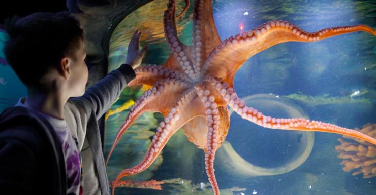 New Jersey Sea Life Aquarium at American Dream Will Take You Under the Sea This Spring