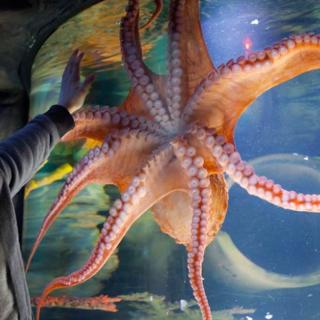 New Jersey Sea Life Aquarium at American Dream Will Take You Under the Sea This Spring