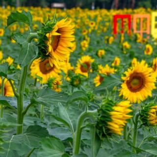 The Best Sunflower Farms Near Bergen County, NJ