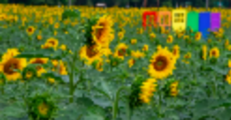 The Best Sunflower Farms Near Bergen County, NJ