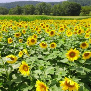 Farm Fun for the Summer