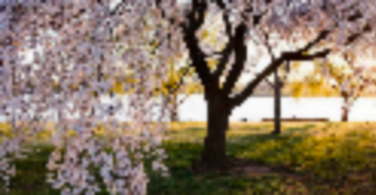 Things to Do in Bergen County Week of March 17