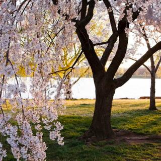 Things to Do in Bergen County Week of March 17