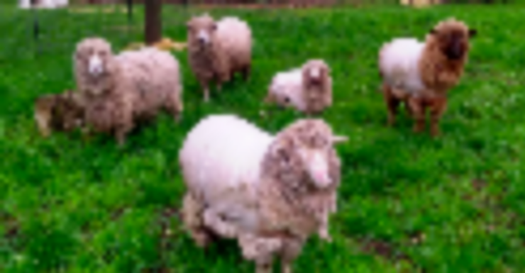 Things to Do in Bergen County Week of May 5