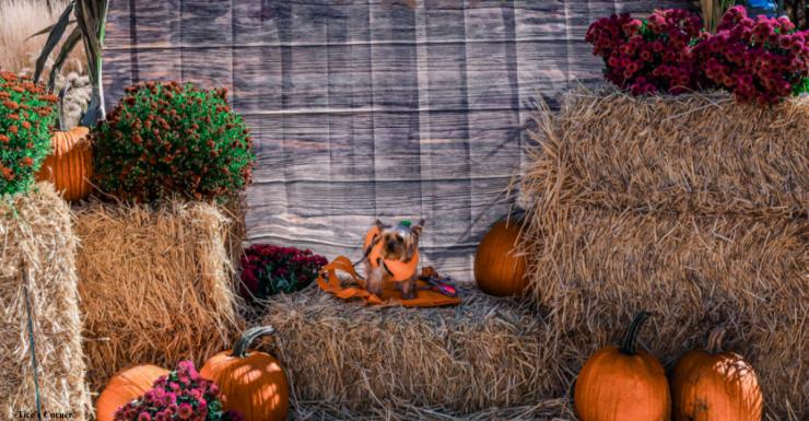 Things to Do in Bergen County Week of October 20