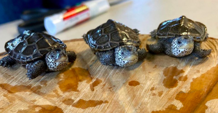 Things to Do During Quarantine Week of April 30