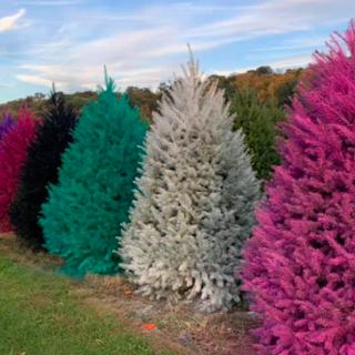 This Magical New Jersey Tree Farm is Holiday Bliss