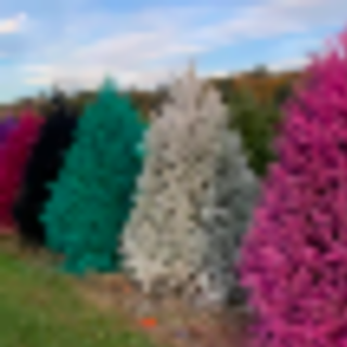 This Magical New Jersey Tree Farm is Holiday Bliss