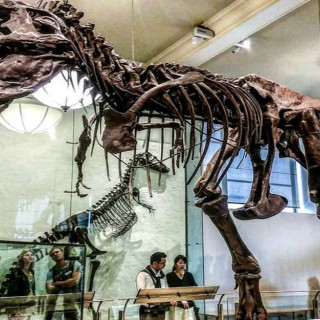 AMNH’s New T. rex Mega Exhibit for the Ultimate Predator is a Must See