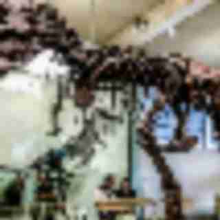 AMNH’s New T. rex Mega Exhibit for the Ultimate Predator is a Must See