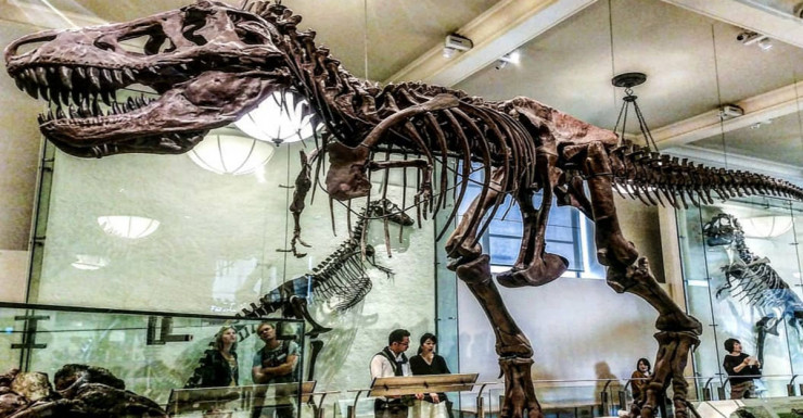 AMNH’s New T. rex Mega Exhibit for the Ultimate Predator is a Must See