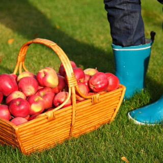 Apple Picking in Bergen County NJ