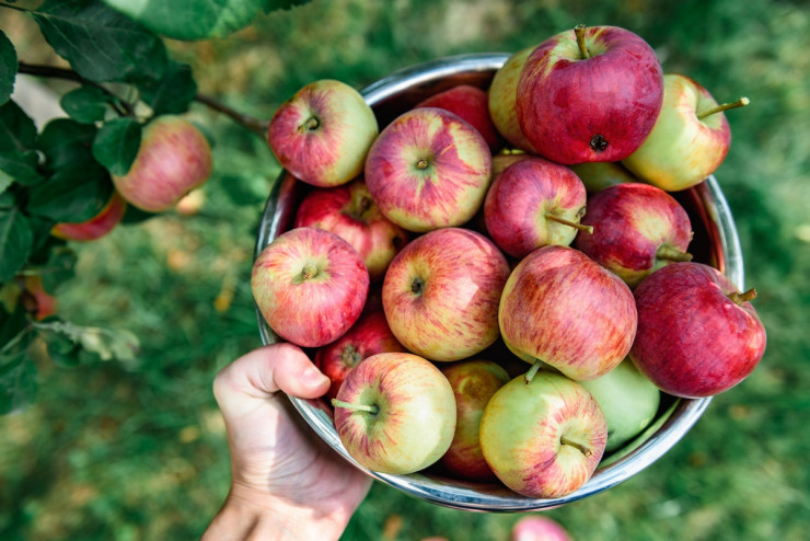 Apple Picking in Bergen County NJ