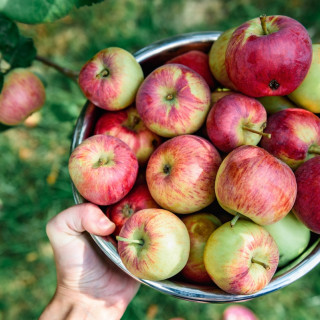 Apple Picking in Bergen County NJ