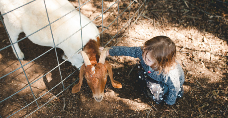 The Bergen County Zoo Expansion is a Game Changer for Families