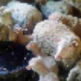 Things to Do in Bergen County Week of April 20