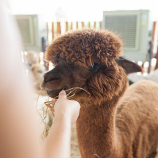 Farm and Nature Summer Camps in Bergen County, New Jersey