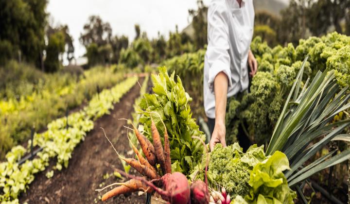 Get Fresh Foods From the Farm With These Local CSA Programs