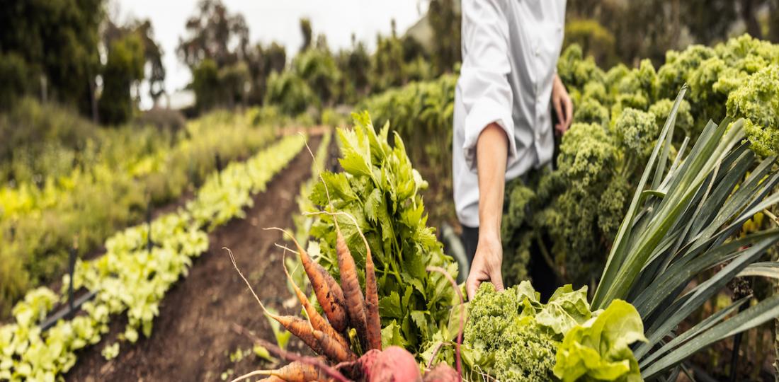 Get Fresh Foods From the Farm With These Local CSA Programs