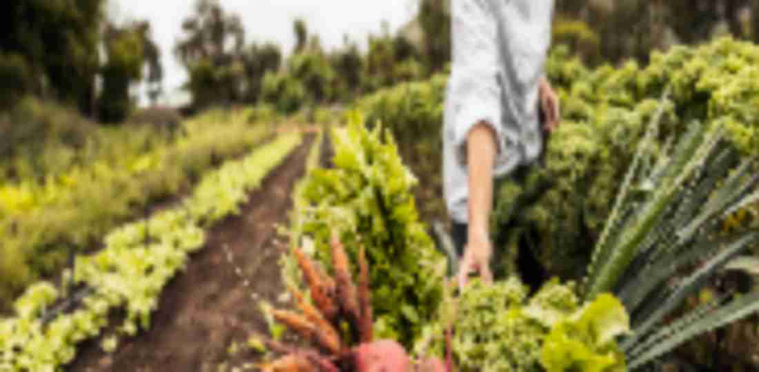 Get Fresh Foods From the Farm With These Local CSA Programs