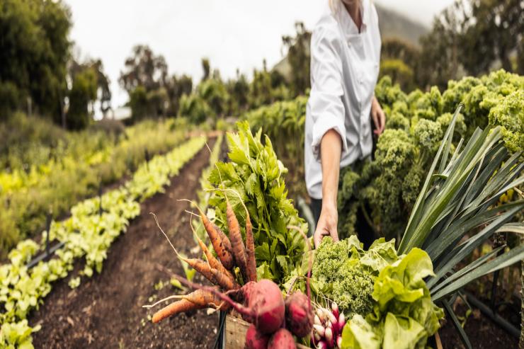 Get Fresh Foods From the Farm With These Local CSA Programs