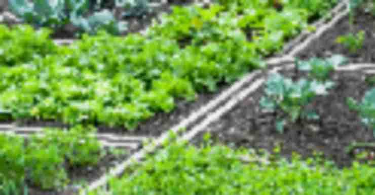 Farmburbia: Gardening in a Snap