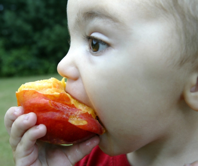 Peach Picking in New Jersey