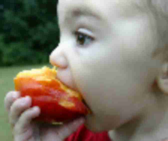 Peach Picking in New Jersey